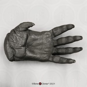 Hand Orang-Oetan Model