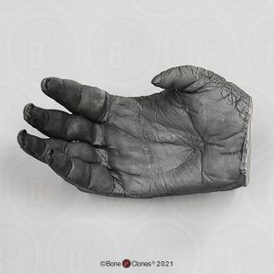 Hand Orang-Oetan Model