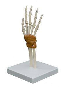 Hand en Pols Model