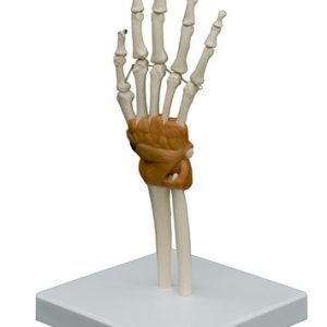 Hand en Pols Model