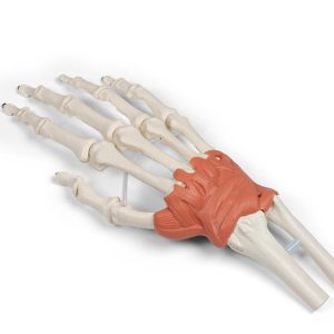 Hand en Pols Skeletmodel met Ligamenten