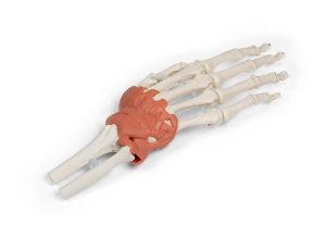 Hand en Pols Skeletmodel met Ligamenten