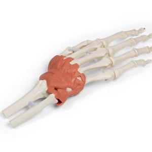 Hand en Pols Skeletmodel met Ligamenten