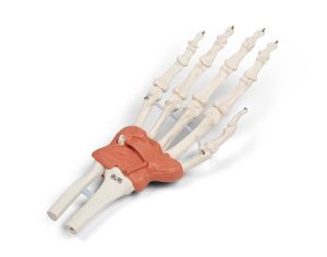 Hand en Pols Skeletmodel met Ligamenten