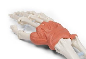 Hand en Pols Skeletmodel met Ligamenten