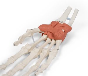 Hand en Pols Skeletmodel met Ligamenten