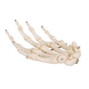 Handskelet