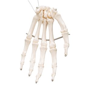 Handskelet
