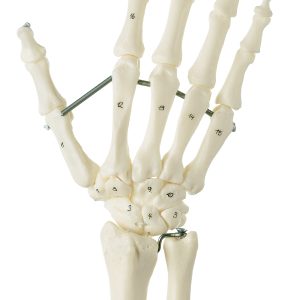Flexibel Handskelet Model
