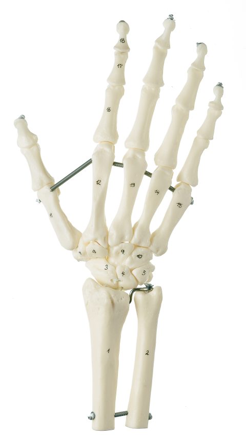 Flexibel Handskelet Model