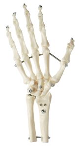 Flexibel Handskelet Model