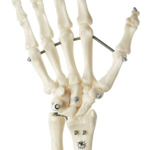 Flexibel Handskelet Model