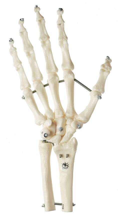 Flexibel Handskelet Model
