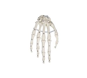 Handskelet Model, genummerd