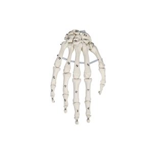 Handskelet Model, genummerd