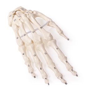 Handskelet Model, genummerd