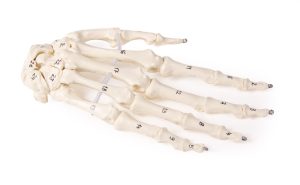 Handskelet Model, genummerd