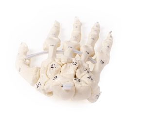 Handskelet Model, genummerd
