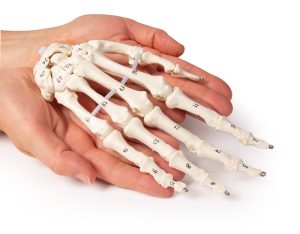 Handskelet Model, genummerd