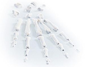 Handskelet Model, losse botten