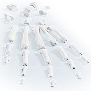 Handskelet Model, losse botten