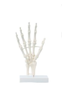 Handskelet Model op Standaard