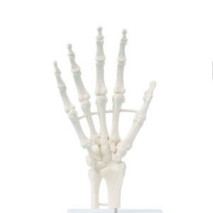 Handskelet Model op Standaard