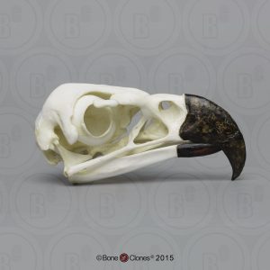 Harpij Schedelmodel