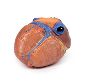 Hart, 3D Print