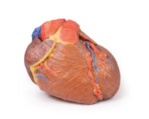 Hart, 3D Print
