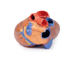 Hart, 3D Print