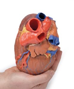 Hart, 3D Print