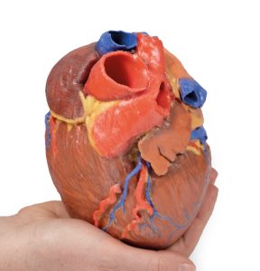 Hart, 3D Print