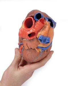 Hart, 3D Print