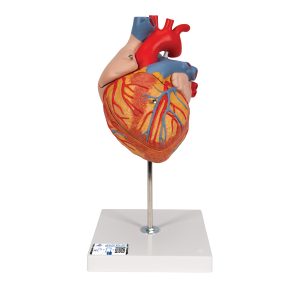 Hart, 2x ware grootte