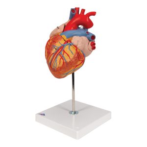Hart, 2x ware grootte