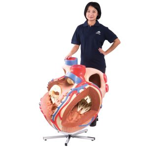 Hart, 8x ware grootte