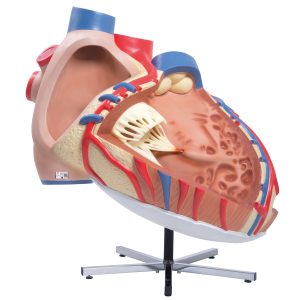 Hart, 8x ware grootte