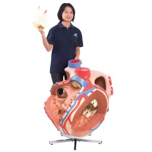 Hart, 8x ware grootte