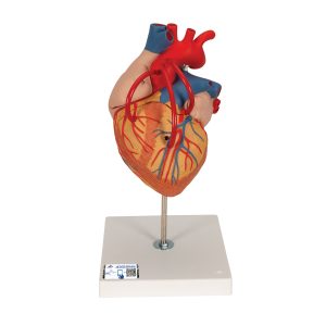 Hart met bypass, 4-delig, 2x ware grootte