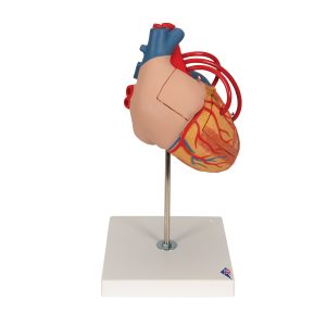 Hart met bypass, 4-delig, 2x ware grootte