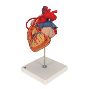 Hart met bypass, 4-delig, 2x ware grootte