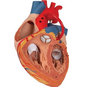 Hart met bypass, 4-delig, 2x ware grootte