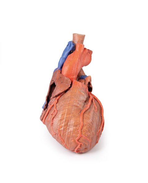 Hart en de distale trachea, carina en primaire bronchi, 3D Print