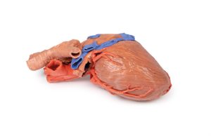 Hart en de distale trachea, carina en primaire bronchi, 3D Print