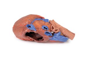 Hart en de distale trachea, carina en primaire bronchi, 3D Print