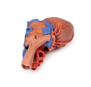 Hart en de distale trachea, carina en primaire bronchi, 3D Print