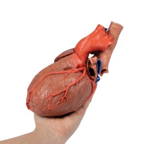 Hart en de distale trachea, carina en primaire bronchi, 3D Print
