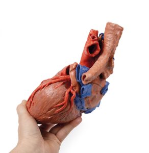 Hart en de distale trachea, carina en primaire bronchi, 3D Print
