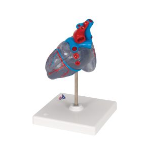 Klassiek hart met geleidingsysteem, 2-delig